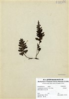 藏品(華東瓶蕨)的圖片